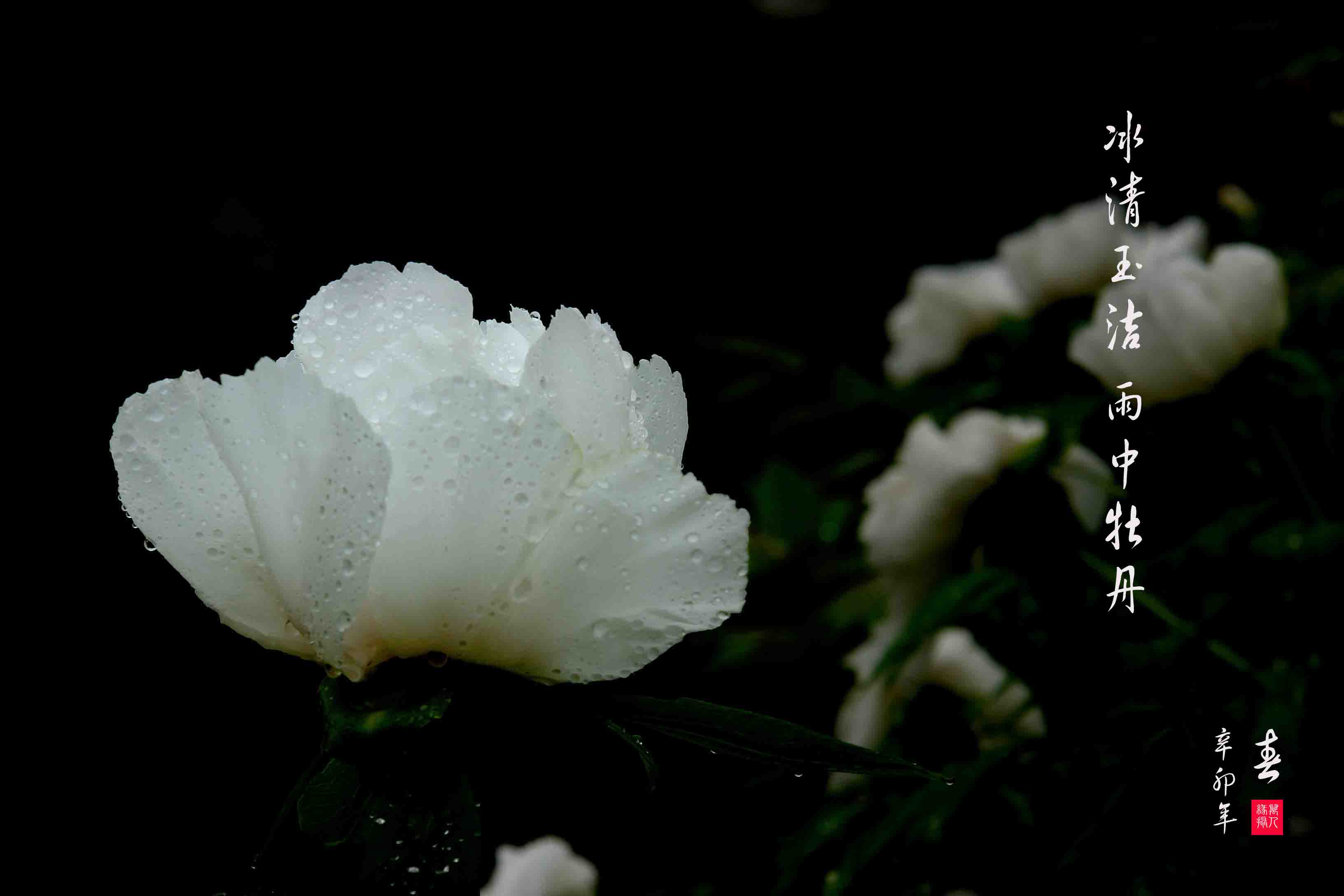 冰清玉洁,雨中牡丹