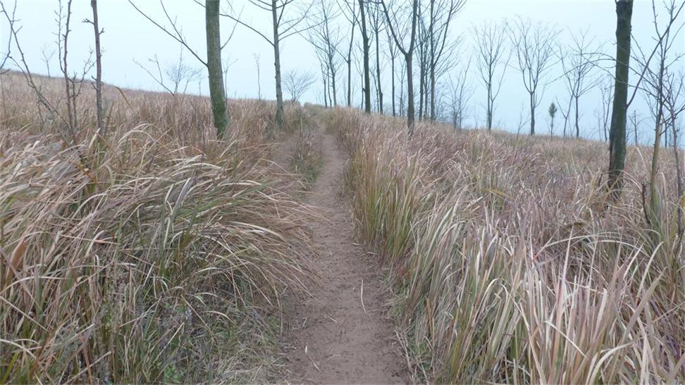 草庙陈村人口普查_草庙村基本概况