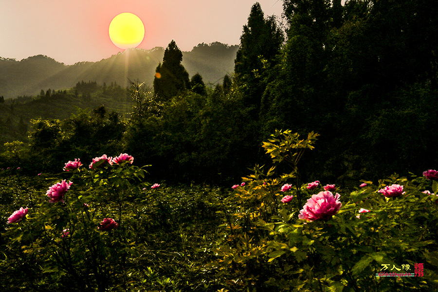 风光摄影夕阳下的牡丹