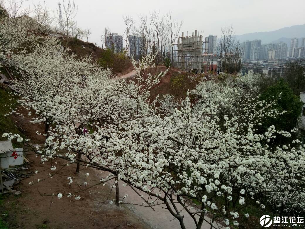凤山公园赏李花 - 垫江热点 - 垫江论坛 - powered by