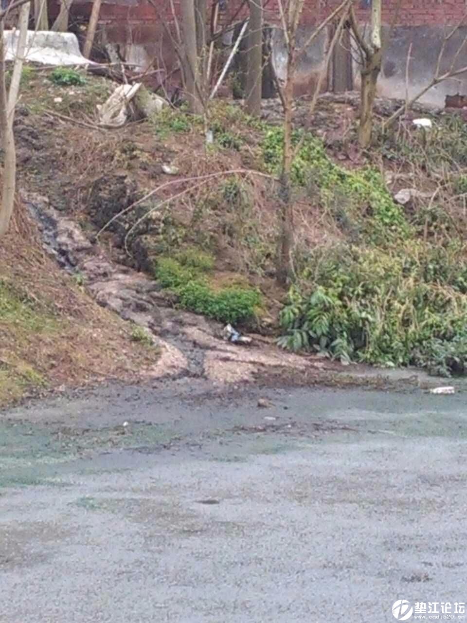 永安镇白鹤村 - 垫江热点 垫江论坛