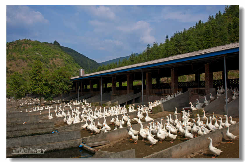 普順鎮清水灣養鵝場