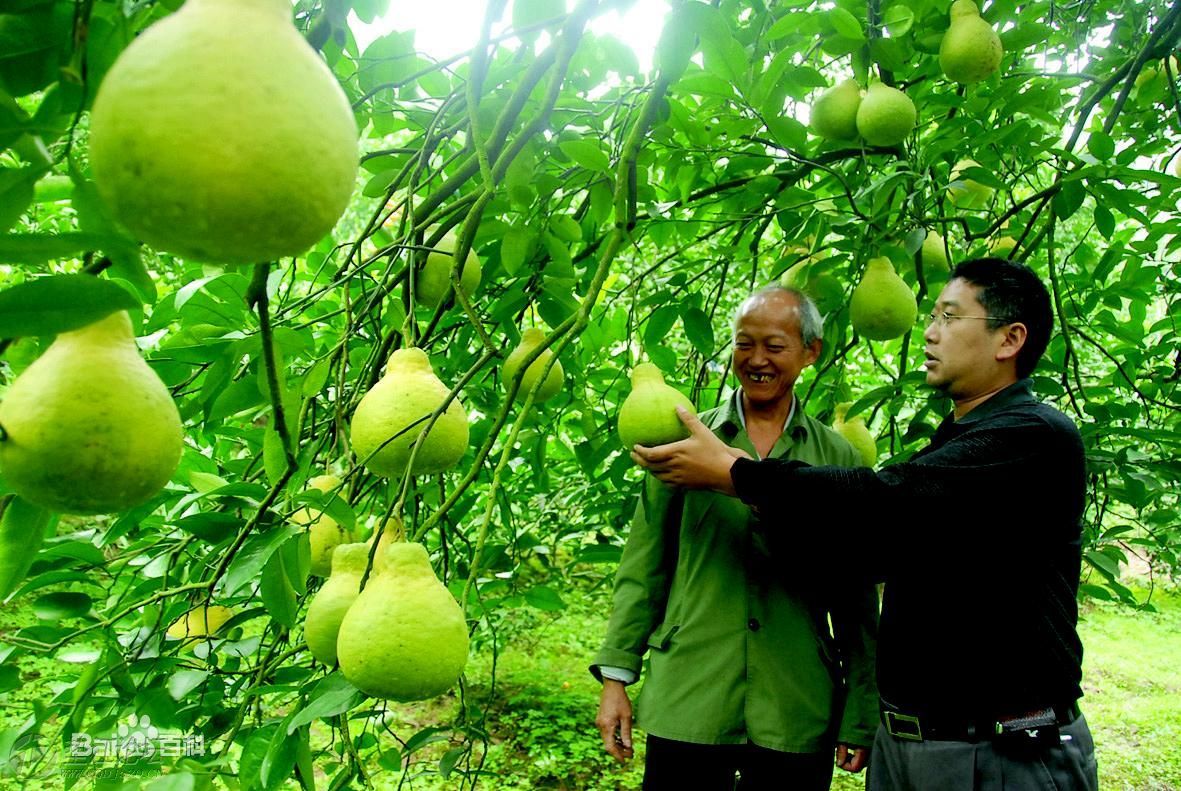 天然罐头—长寿沙田柚