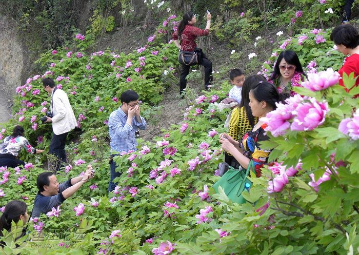 2013墊江牡丹(多圖)