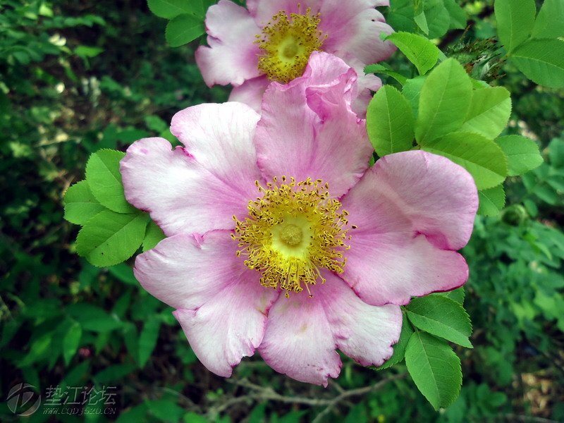 刺梨花開別樣紅