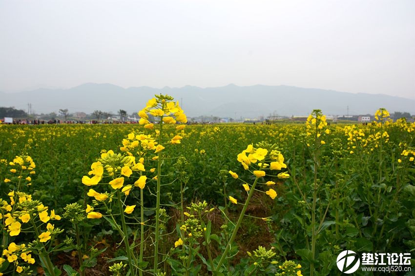 2014年垫江沙坪油菜花大观园开园暨走进油菜花大观园送"文化下乡"文艺