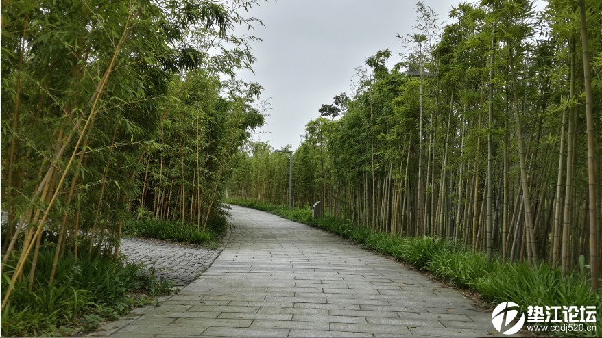 何時墊江才能擁有這樣的中央公園-----重慶中央公園局部遊覽照