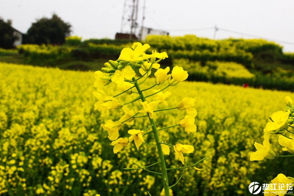 垫江油菜花