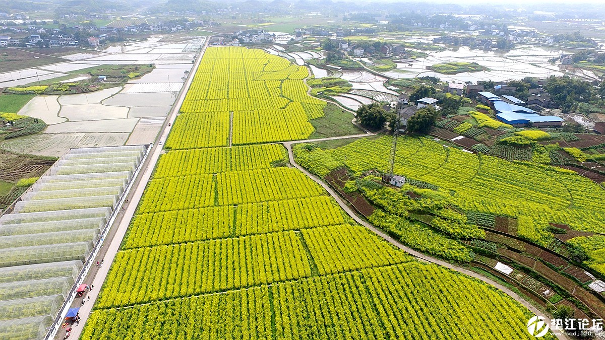 垫江有个地方的油菜花太黄了